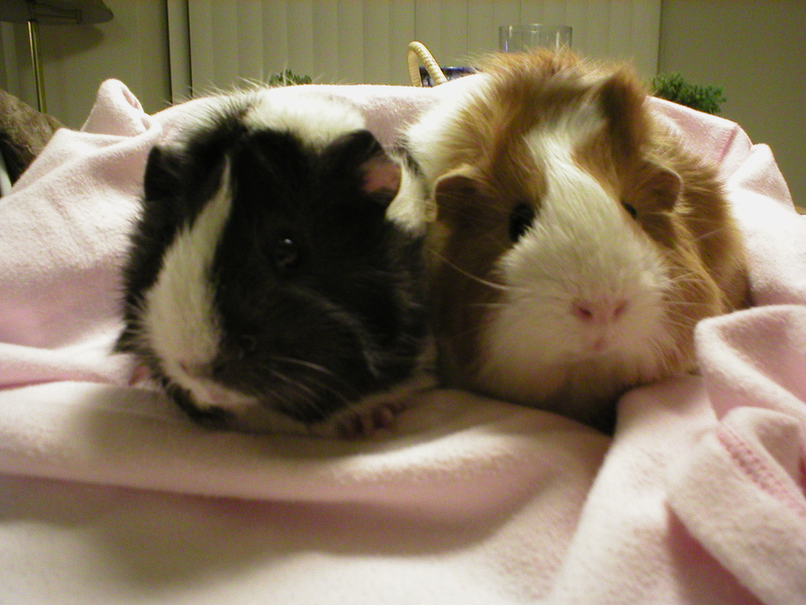 Piggies