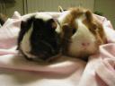 Piggies